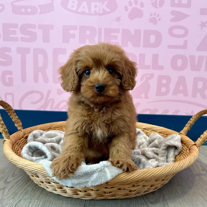 2nd Gen Mini Goldendoodle image