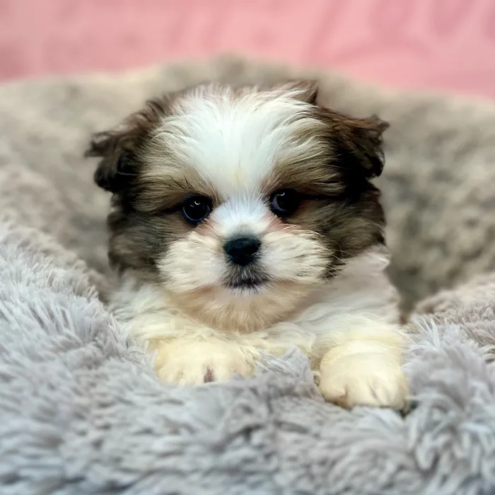 Shih Tzu-Pom image