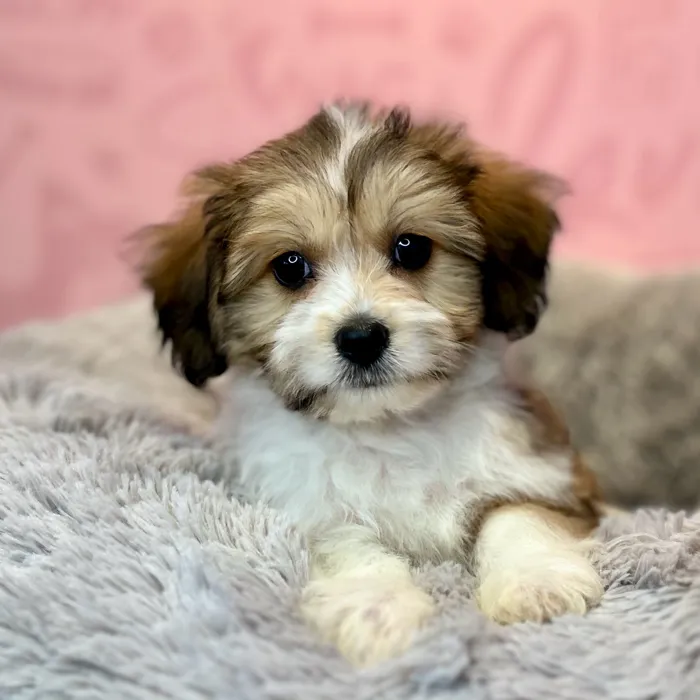 Bichon Frise-Papillon image