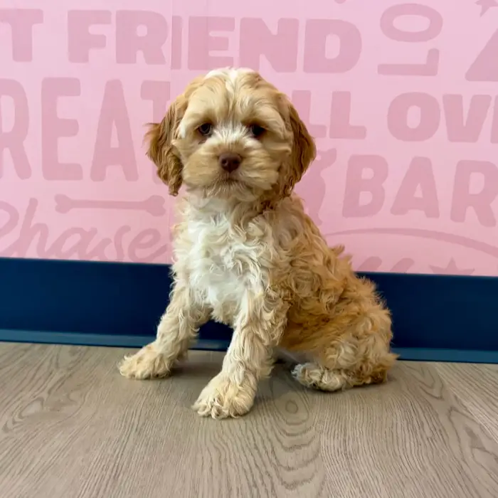 2nd Gen Cockapoo image