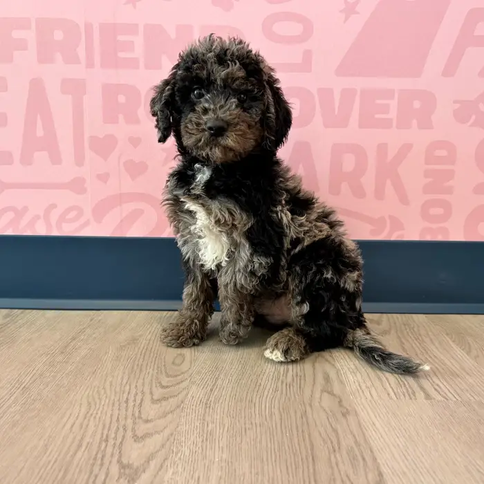 2nd Gen Mini Goldendoodle image