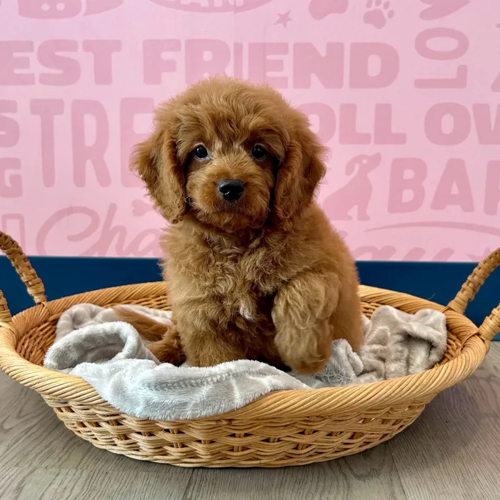 2nd Gen Mini Goldendoodle image