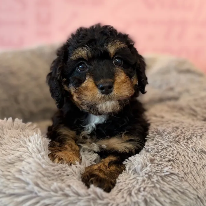 2nd Gen Mini Bernadoodle image