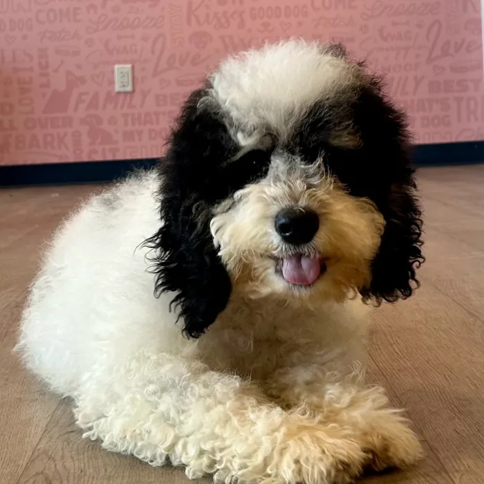 Bernedoodle image