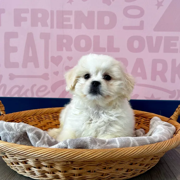 Peke-a-poo image