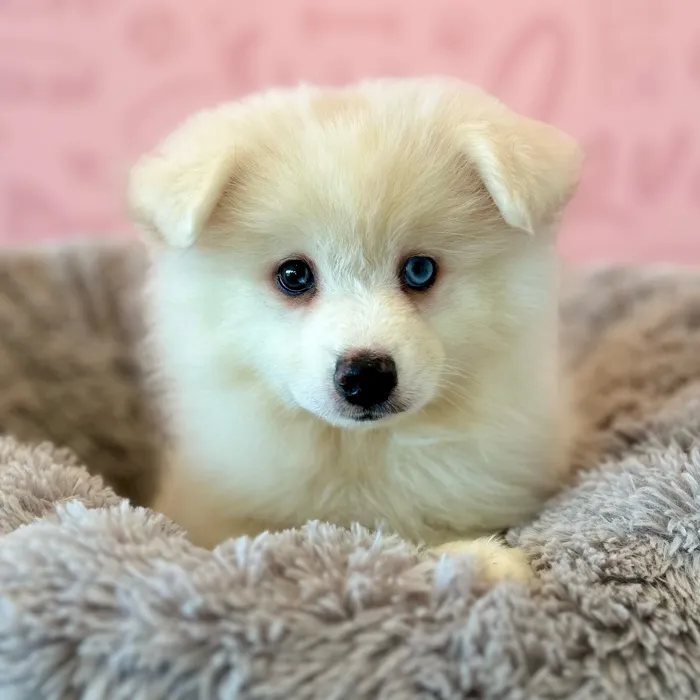 Pomeranian-Samoyed image