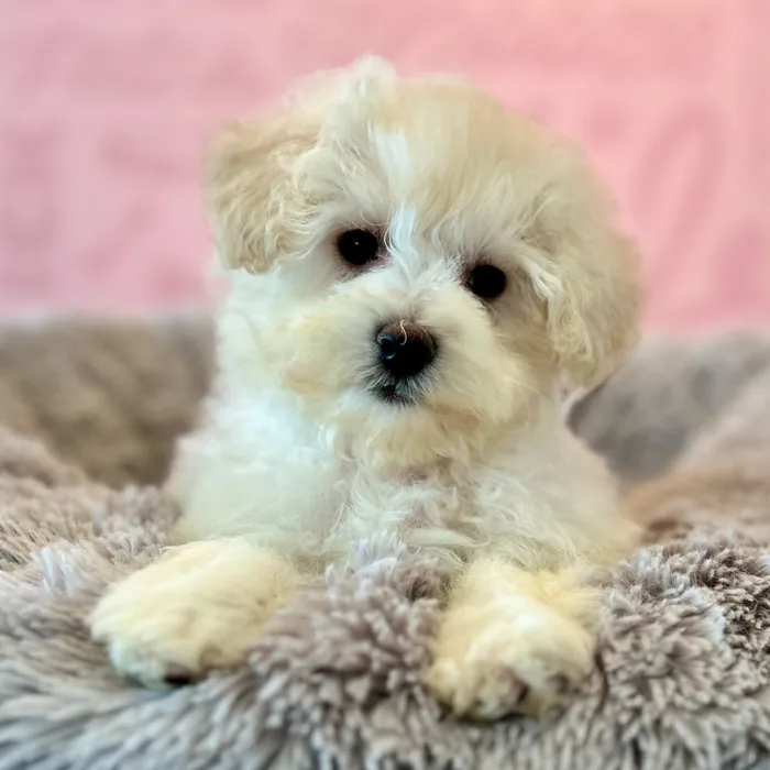 Bichapoo image