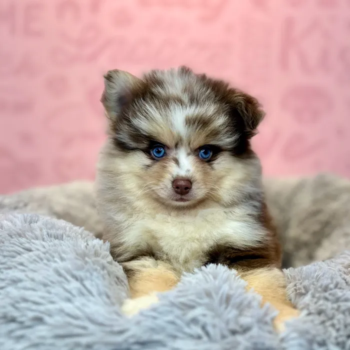 Pomsky 2nd Gen image