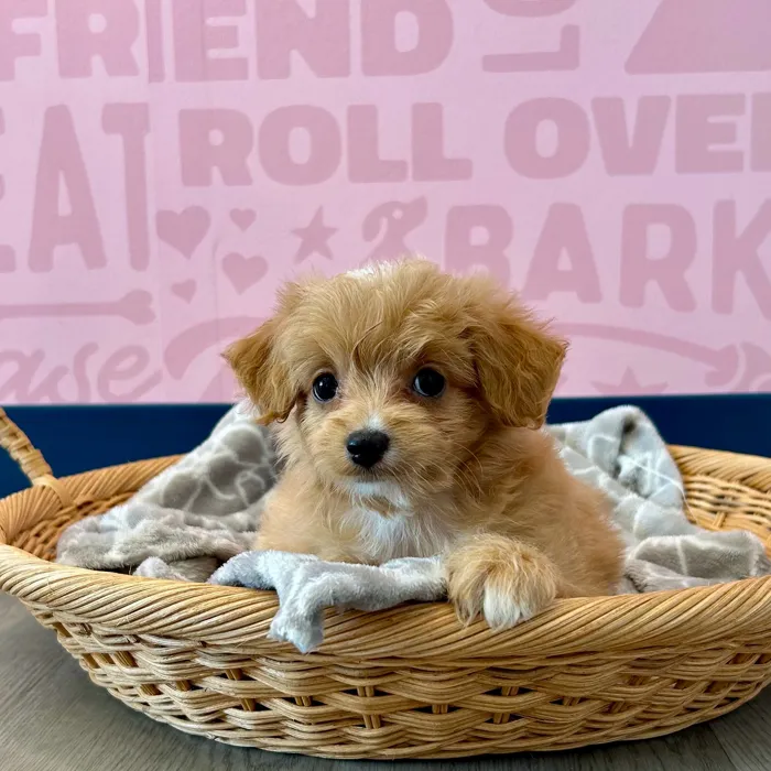 Poochi image