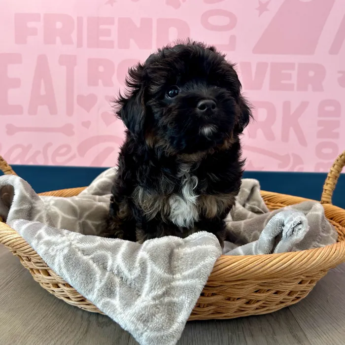 Mini Aussiedoodle image