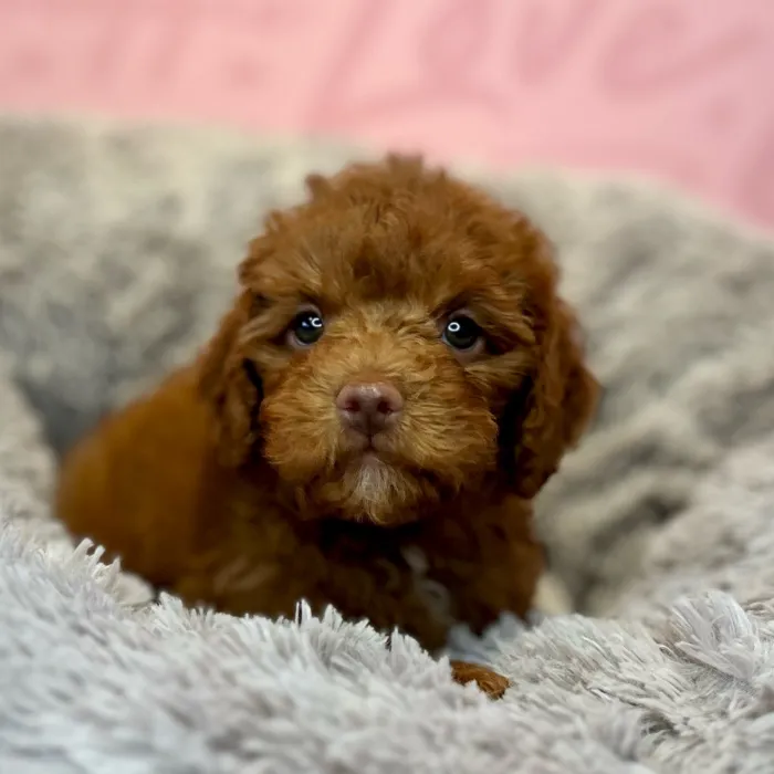 2nd Gen Mini Goldendoodle image