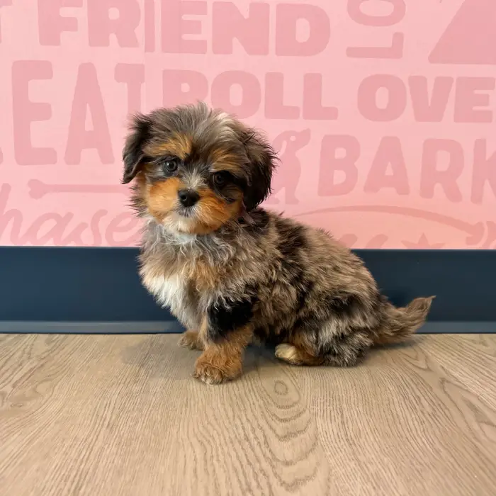 Mini Bernadoodle image