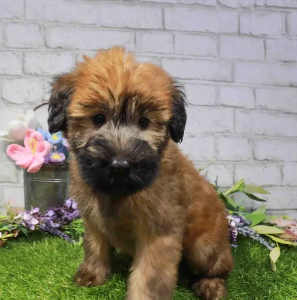 Female Soft Coated Wheaten Terrier puppy for sale at Waggles Dayton.