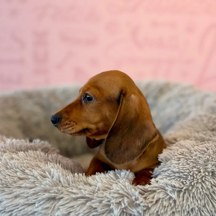 Male Dachshund puppy named Apple for sale at Waggles Dayton.