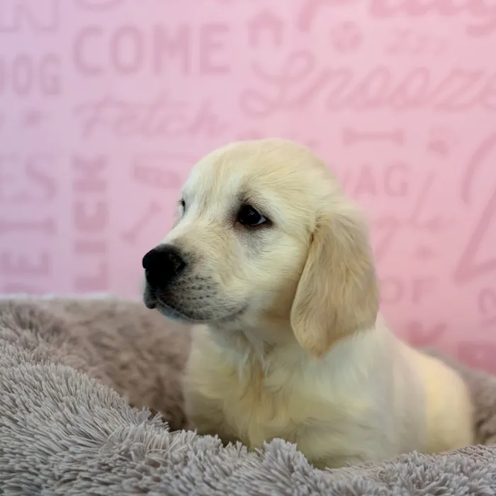Male Golden Retriever puppy named Cosmo for sale at Waggles Dayton.