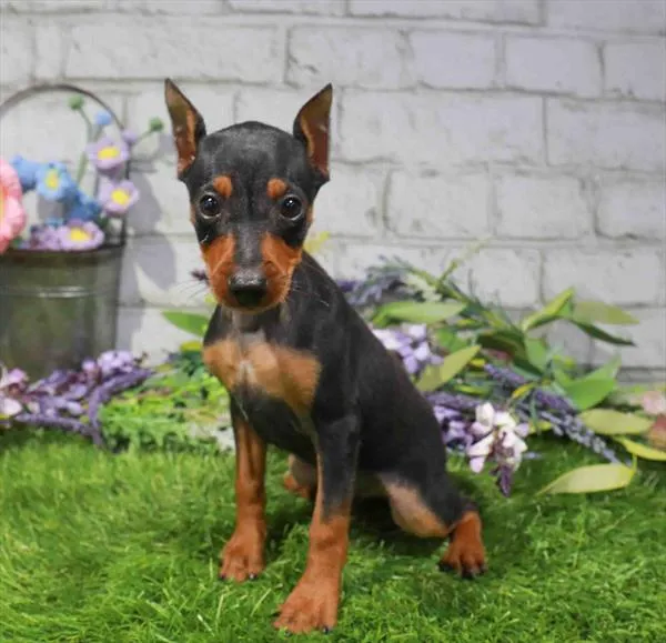 Male Min Pin puppy for sale at Waggles Dayton.