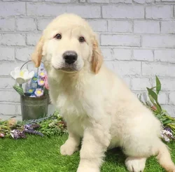 Male Golden Retriever puppy named Mango for sale at Waggles Dayton.