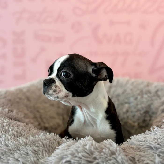 Female Boston Terrier puppy named Isabelle for sale at Waggles Dayton.
