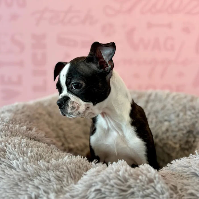 Female Boston Terrier puppy named Isabelle for sale at Waggles Dayton.