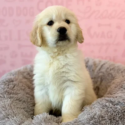 Female Golden Retriever puppy named Marley for sale at Waggles Dayton.