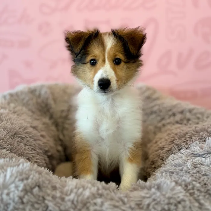 Female Sheltie puppy named Cherry for sale at Waggles Dayton.