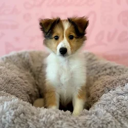Female Sheltie puppy named Cherry for sale at Waggles Dayton.