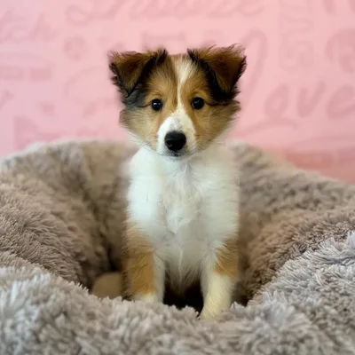 Female Sheltie puppy named Cherry for sale at Waggles Dayton.