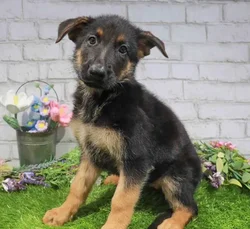 Female German Shepherd puppy named Papaya for sale at Waggles Dayton.