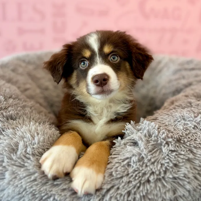 Male Mini Aussie puppy named Juniper for sale at Waggles Dayton.