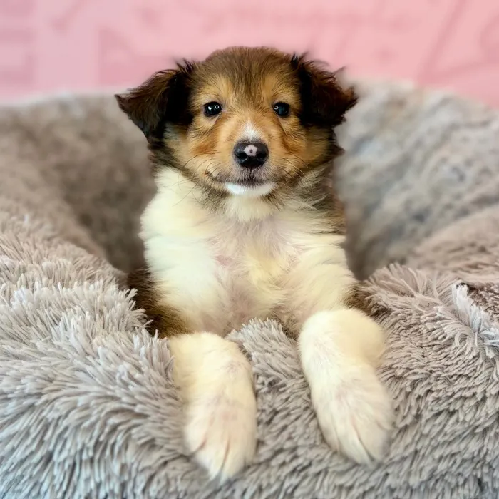 Male Sheltie puppy named Sarge for sale at Waggles Dayton.