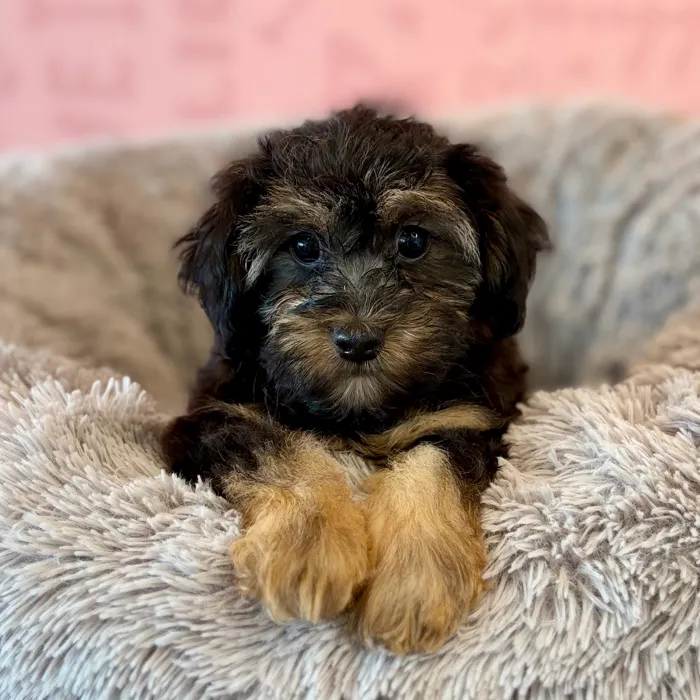 Male Yorkie-Poo puppy named Gordon for sale at Waggles Dayton.