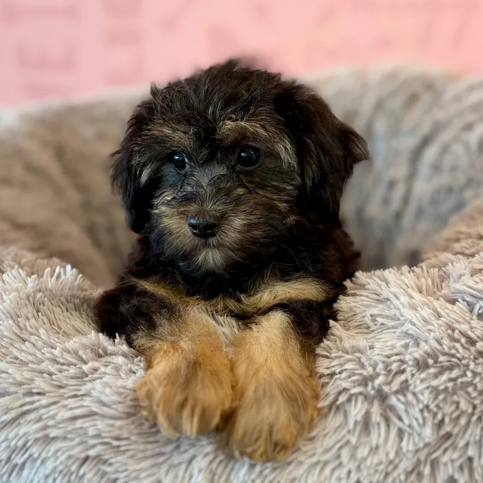 Male Yorkie-Poo puppy named Gordon for sale at Waggles Dayton.