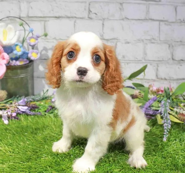 Male Cavalier King Charles Spaniel puppy for sale at Waggles Dayton.