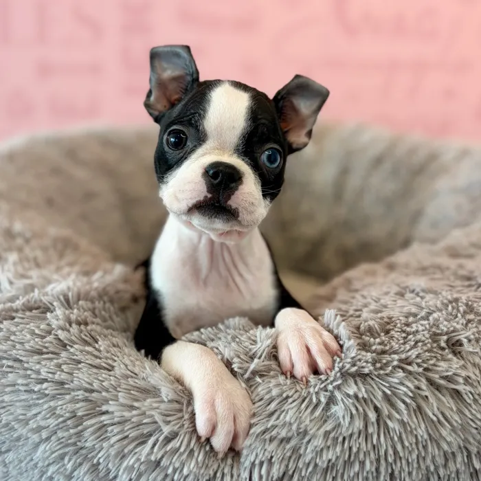 Female Boston Terrier puppy named Latte for sale at Waggles Dayton.