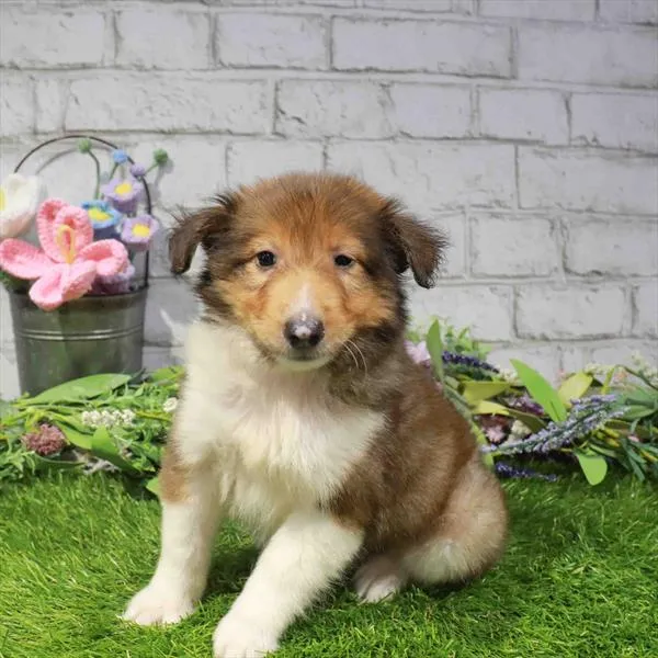 Male Sheltie puppy named Sarge for sale at Waggles Dayton.