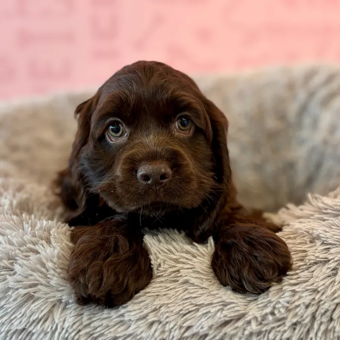 Female Cocker Spaniel puppy named Nutmeg for sale at Waggles Dayton.