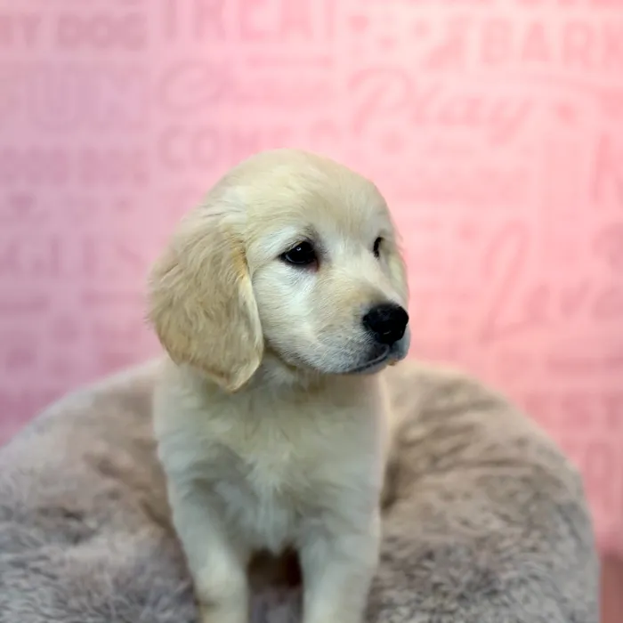 Female Golden Retriever puppy named Feta for sale at Waggles Dayton.