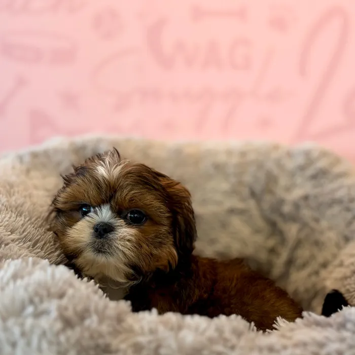 Male Shih Tzu puppy named Chunky Monkey for sale at Waggles Dayton.