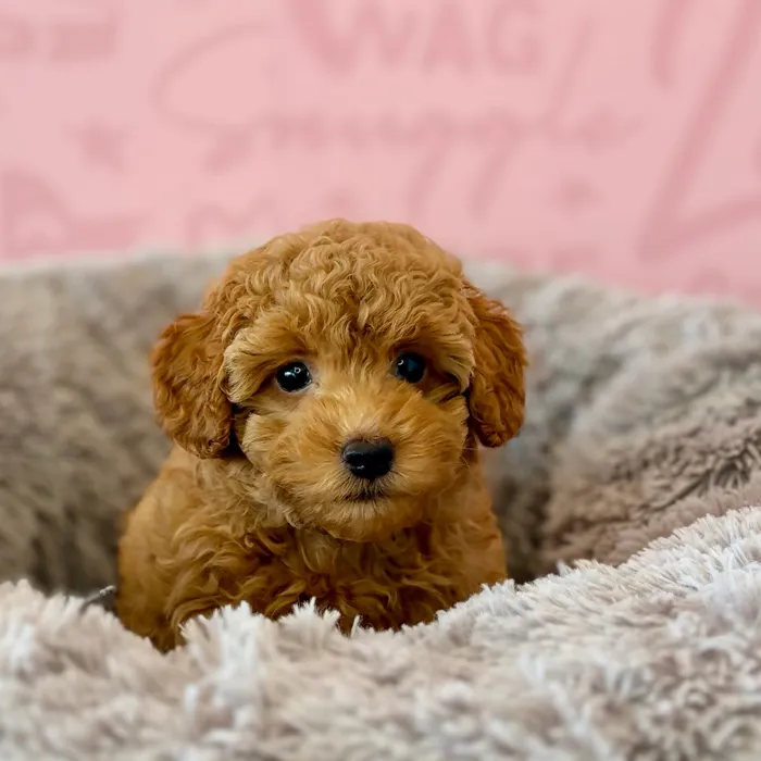 Female Mini Poodle puppy named Brandy for sale at Waggles Dayton.