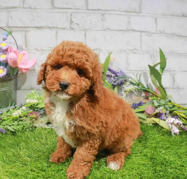Female Bichapoo puppy named Lime for sale at Waggles Dayton.