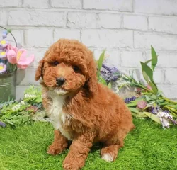 Female Bichapoo puppy named Lime for sale at Waggles Dayton.