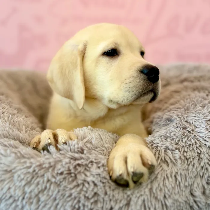 Male Labrador Retriever puppy named Clifford for sale at Waggles Dayton.