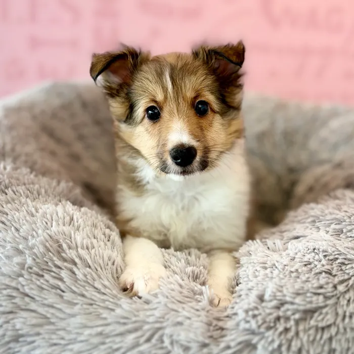 Female Sheltie puppy named Amber for sale at Waggles Dayton.
