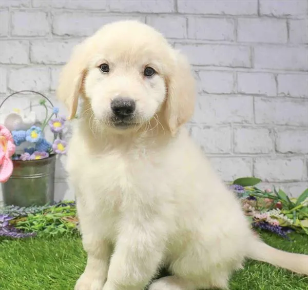 Female Golden Retriever puppy named Feta for sale at Waggles Dayton.