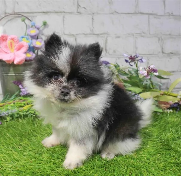 Male Pomeranian puppy named Lieutenant Zoomington for sale at Waggles Dayton.