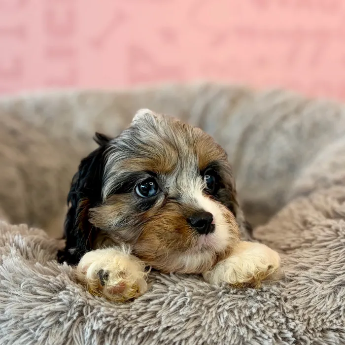 Male Cavapoo puppy named Cobbler for sale at Waggles Dayton.