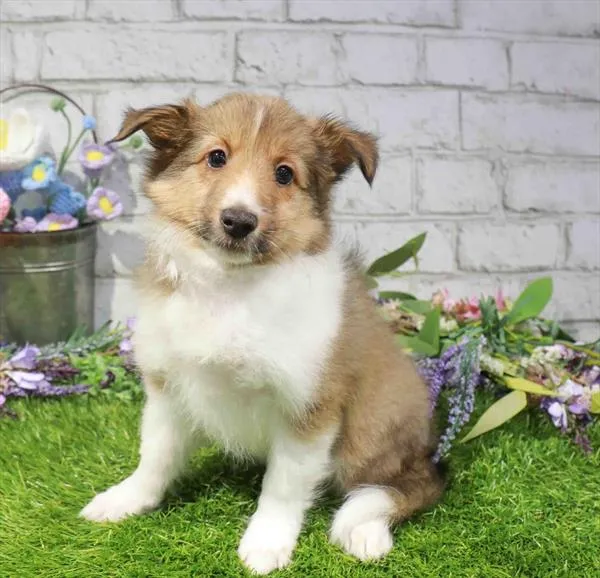 Female Sheltie puppy for sale at Waggles Dayton.