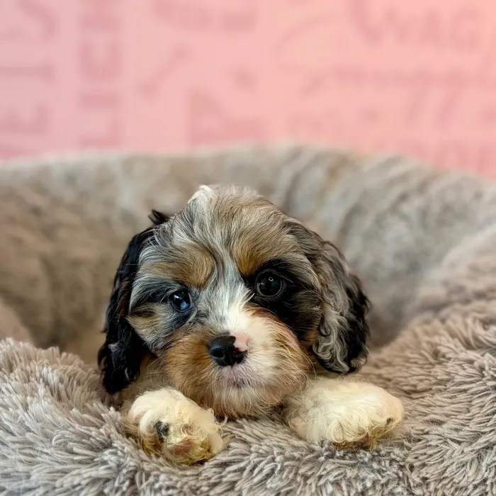 Male Cavapoo puppy named Cobbler for sale at Waggles Dayton.