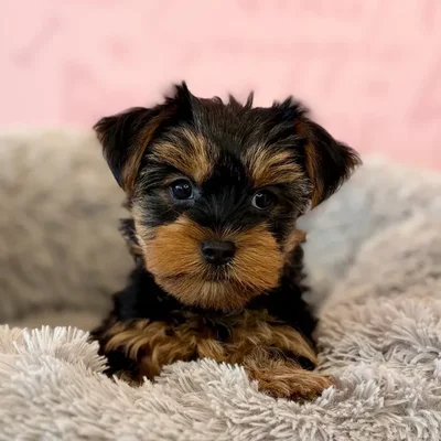 Female Yorkie puppy named Toto for sale at Waggles Dayton.