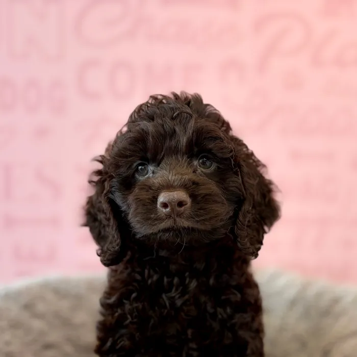Male Cockapoo puppy named Birch for sale at Waggles Dayton.